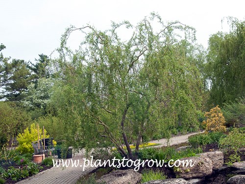 Golden Curls Willow (Salix matsudana)